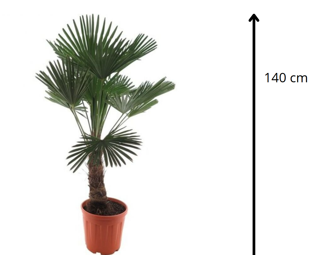 Trachycarpus wagnerianus 140 см